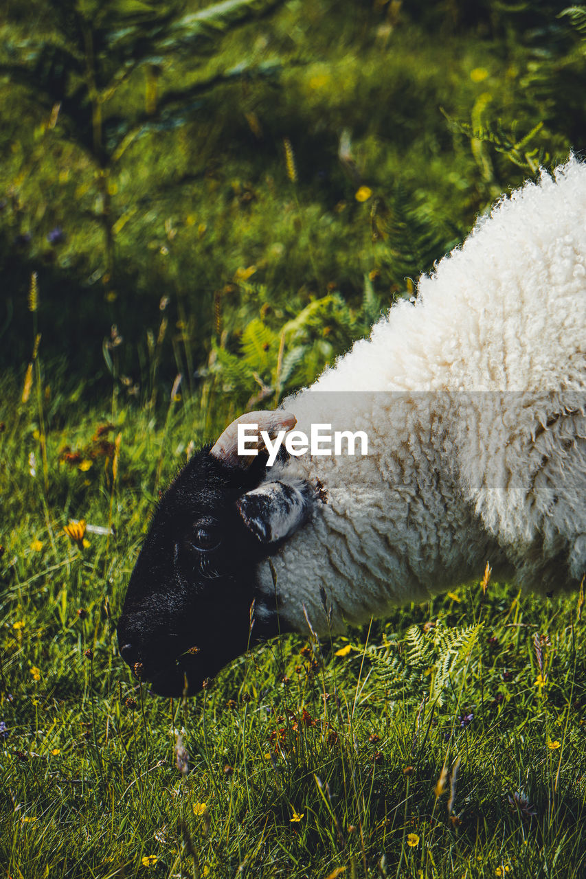 animal, animal themes, grass, sheep, mammal, one animal, plant, nature, domestic animals, animal wildlife, wildlife, no people, pet, livestock, flower, green, day, outdoors, land, field, meadow, relaxation, grazing