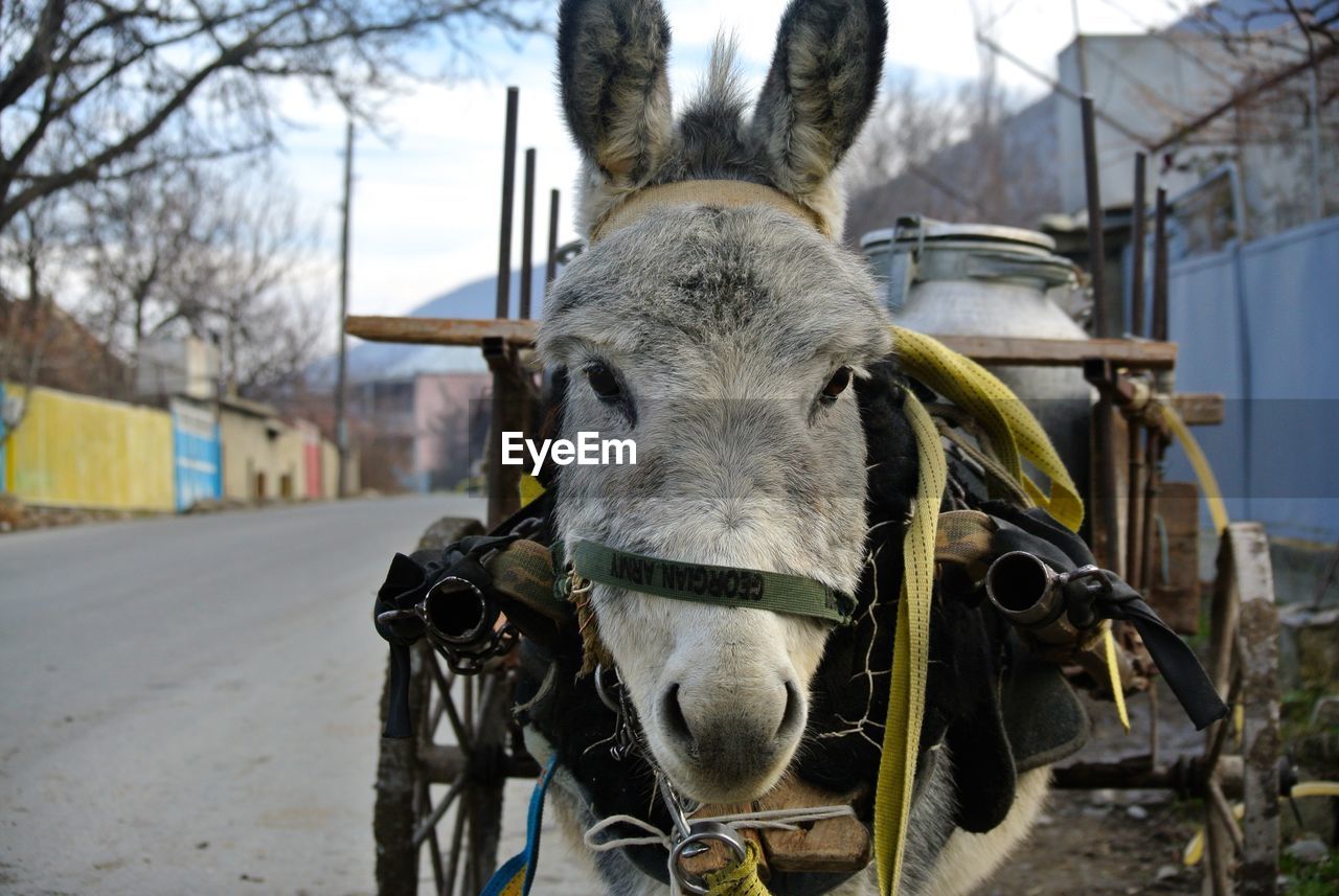 Donkey varying things in the street