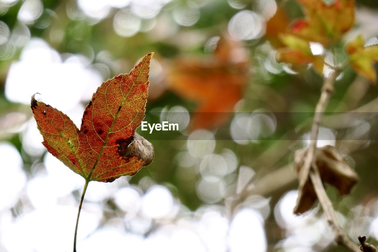 Close-up of dry maple leaves on tree