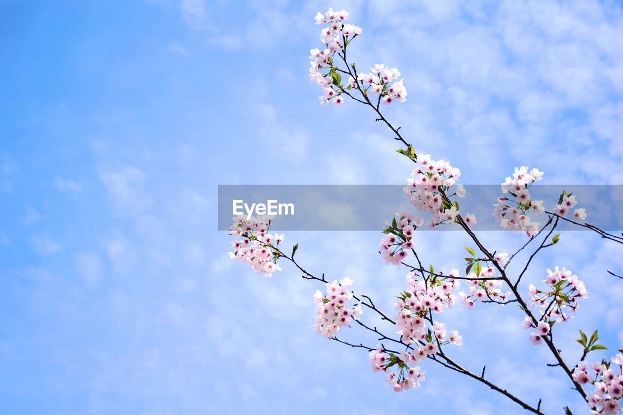 Low angle view of cherry blossom against sky