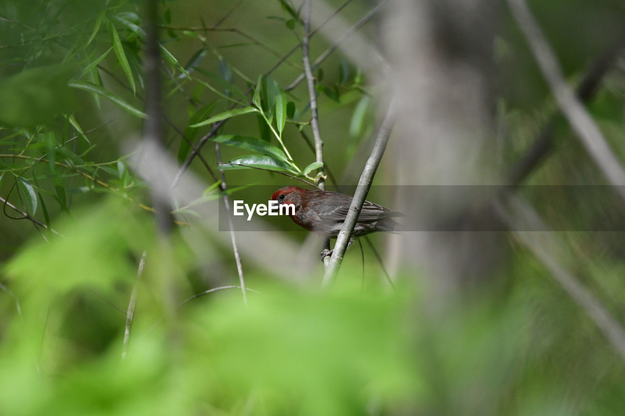 animal themes, animal, animal wildlife, wildlife, one animal, insect, green, plant, grass, selective focus, nature, macro photography, no people, animal body part, close-up, arachnid, outdoors, beauty in nature, spider, tree, day, forest, leaf, environment, flower, animal behavior