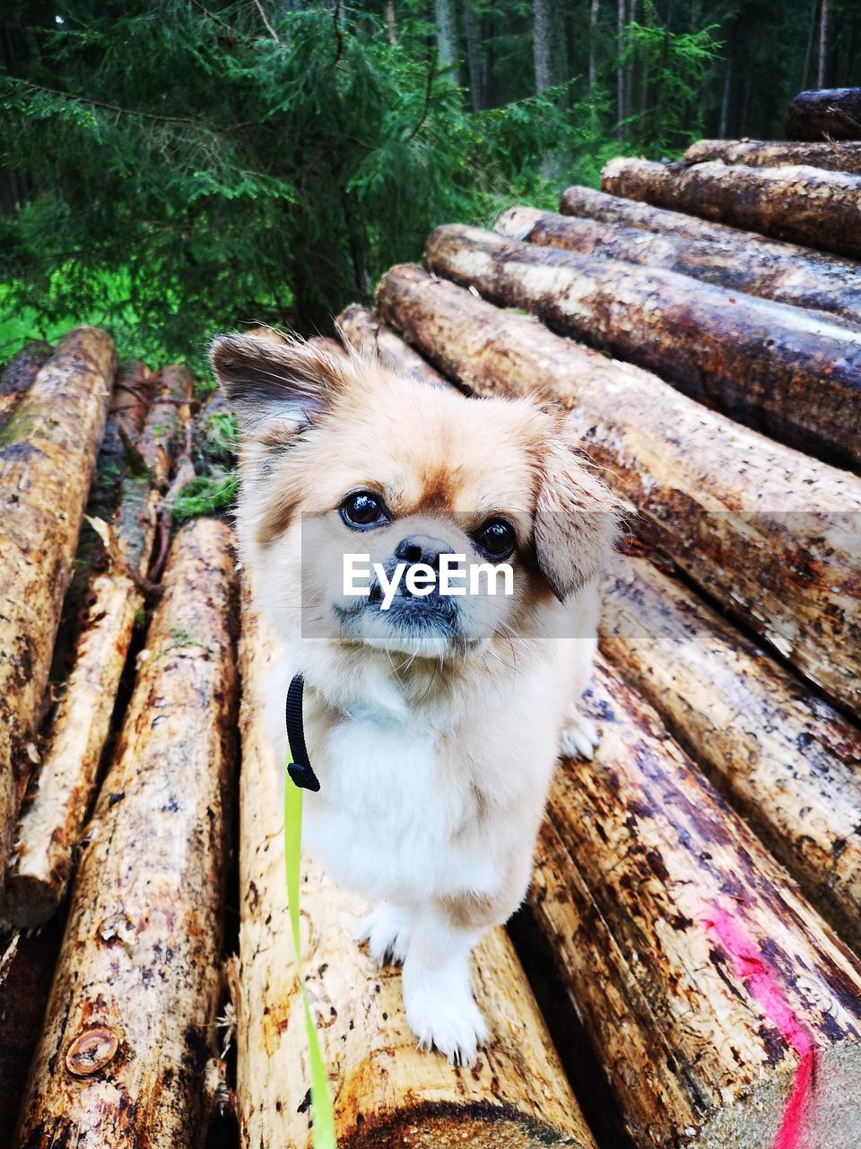PORTRAIT OF DOG IN FRONT OF WOODEN LOG