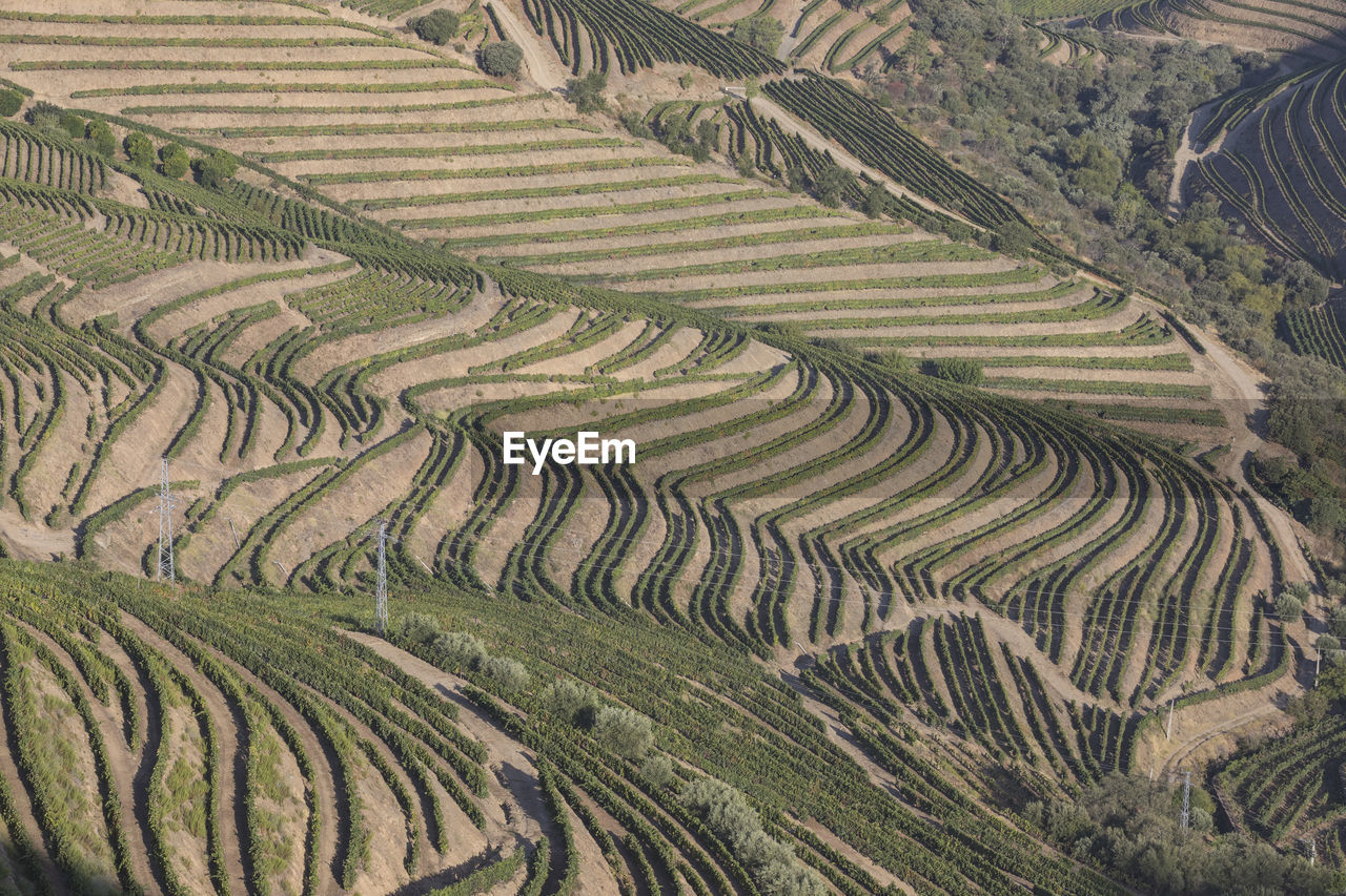 Douro vineyards from aerial view