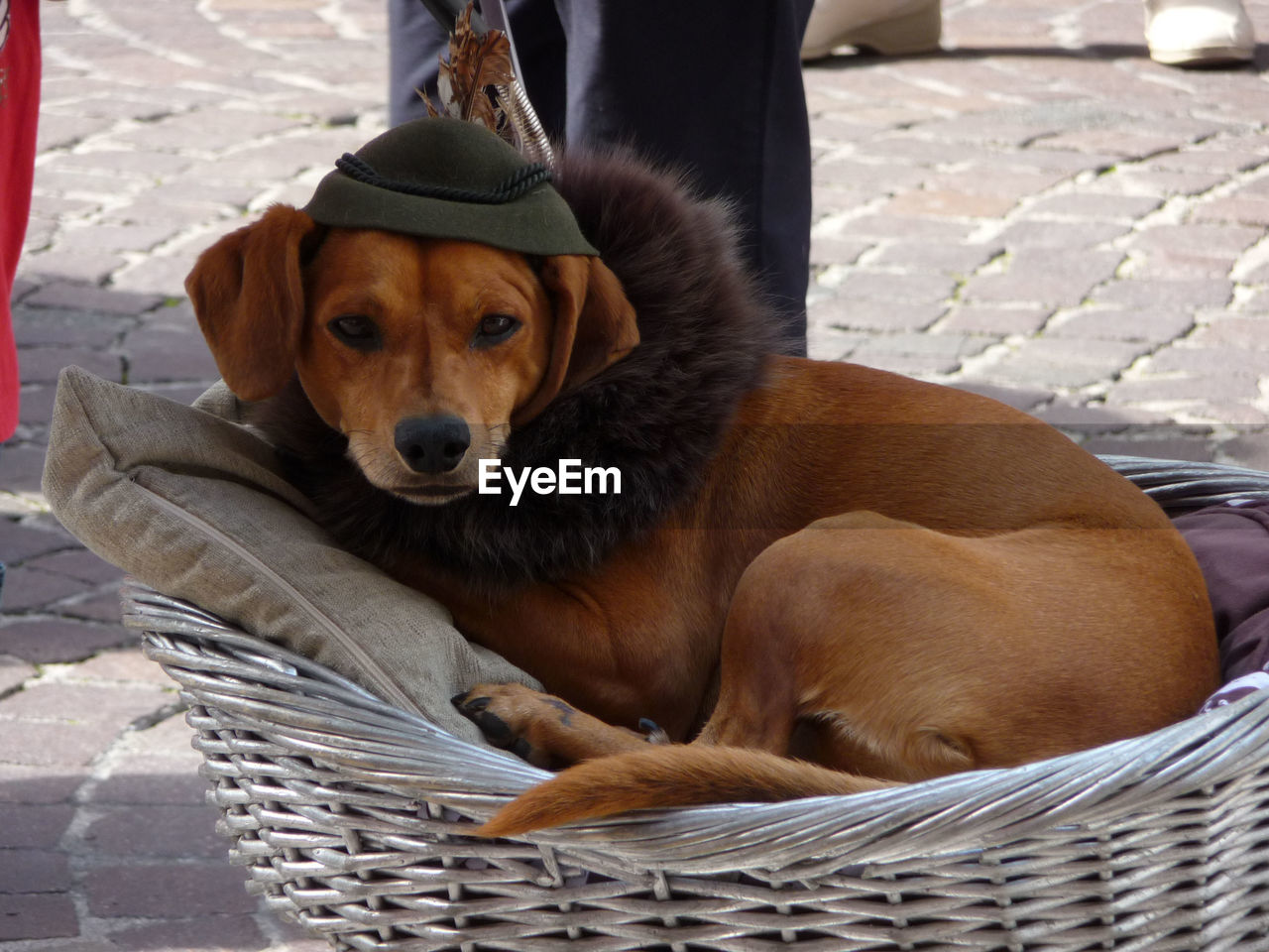 Portrait of dog sitting on wicket basket