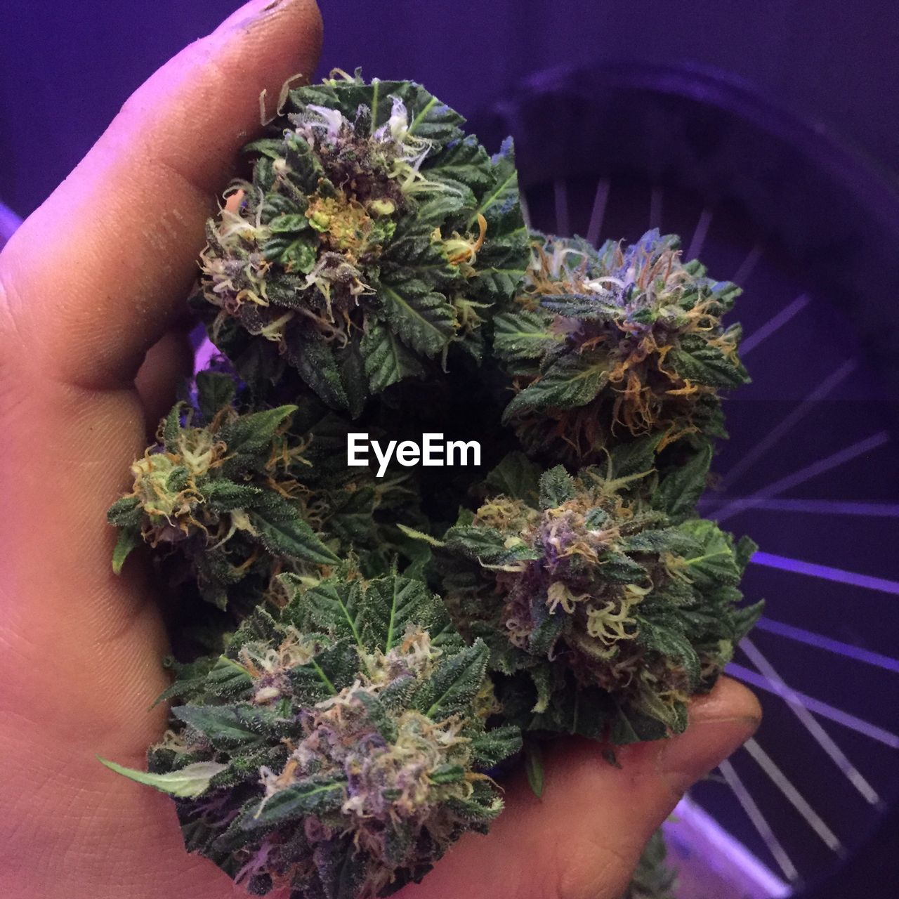 Cropped hand of woman holding plants