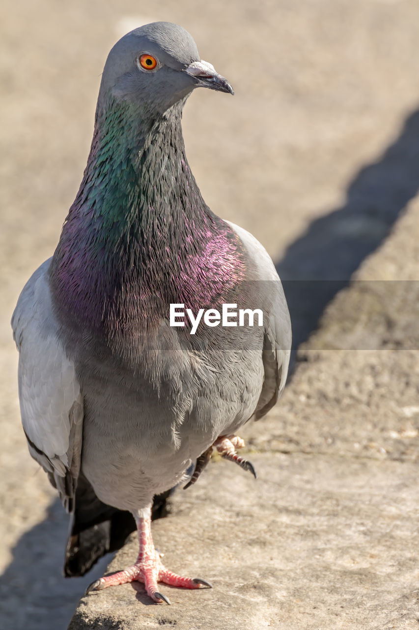 CLOSE-UP OF BIRD ON LAND