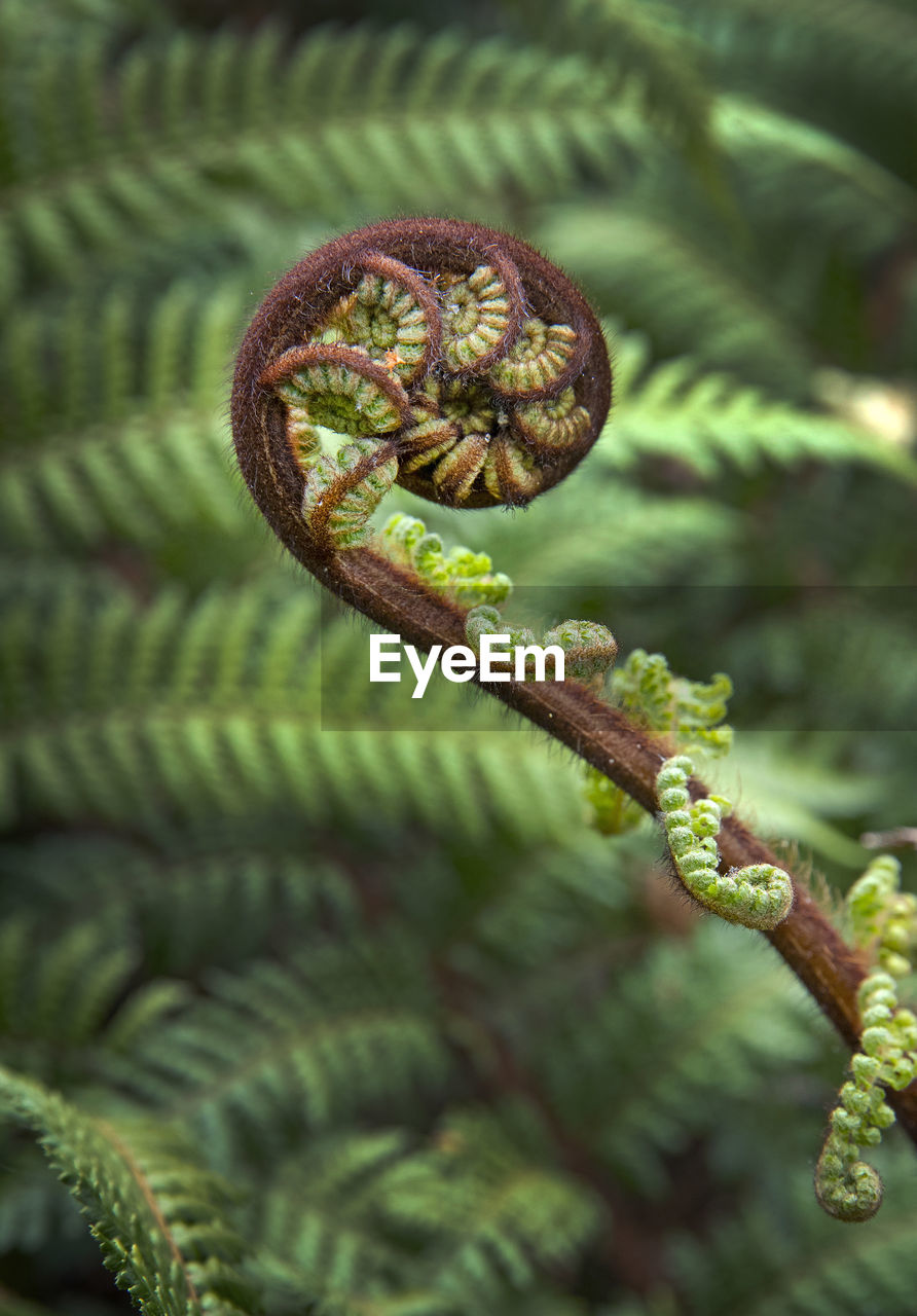 Close-up of plant. fern