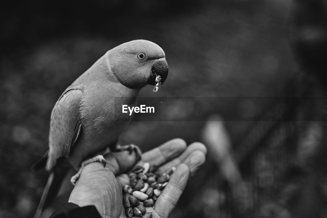 Parakeet perched on a hand eating nuts