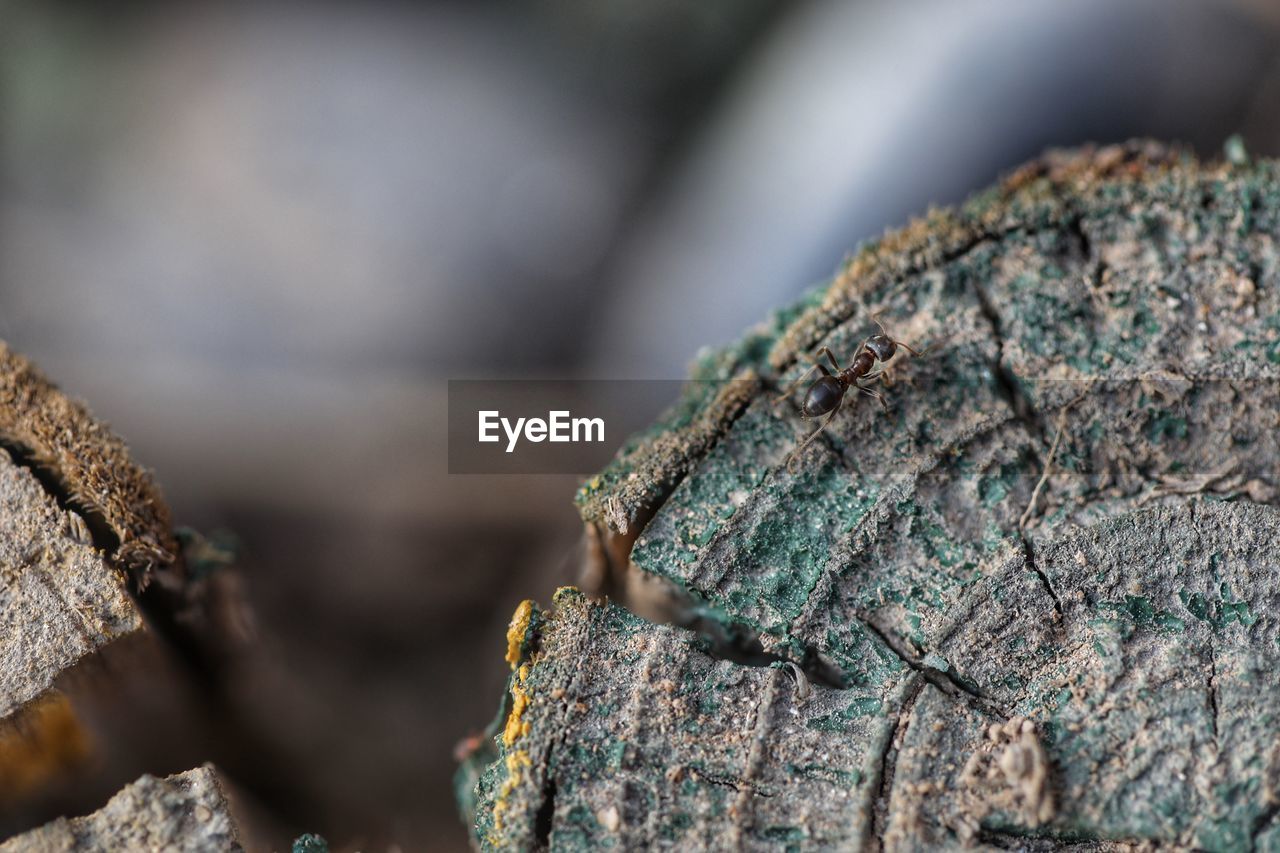 nature, close-up, macro photography, green, no people, rock, leaf, textured, outdoors, tree, focus on foreground, day, selective focus, wood, rough, soil, plant, environment, land