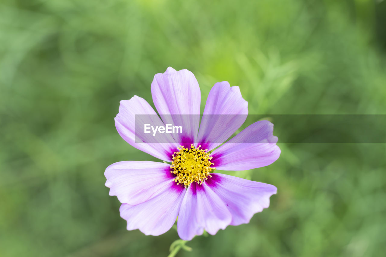 flower, flowering plant, plant, freshness, beauty in nature, garden cosmos, close-up, flower head, fragility, petal, inflorescence, nature, growth, macro photography, pink, purple, focus on foreground, no people, pollen, cosmos flower, cosmos, wildflower, botany, green, summer, outdoors, blossom, selective focus, springtime, environment, plant stem, macro