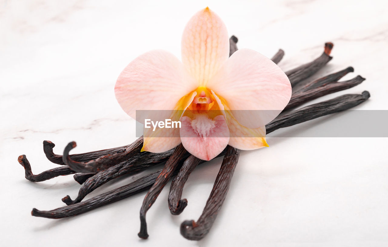 close-up of flower on table