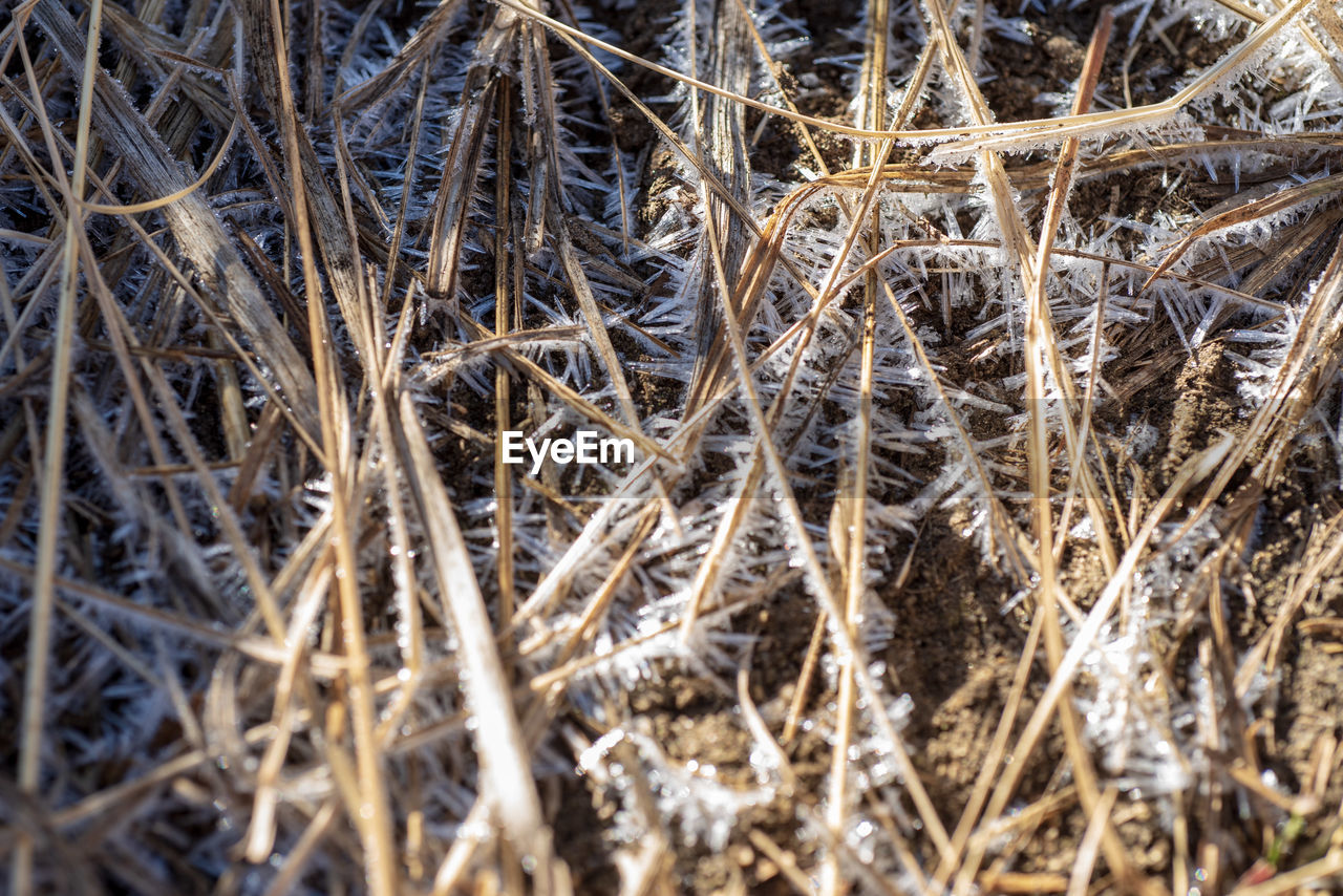 FULL FRAME SHOT OF DRY PLANTS ON SNOW COVERED FIELD