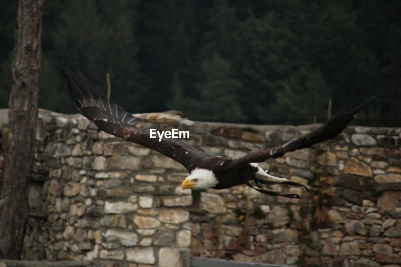 BIRD FLYING OVER A STONE WALL