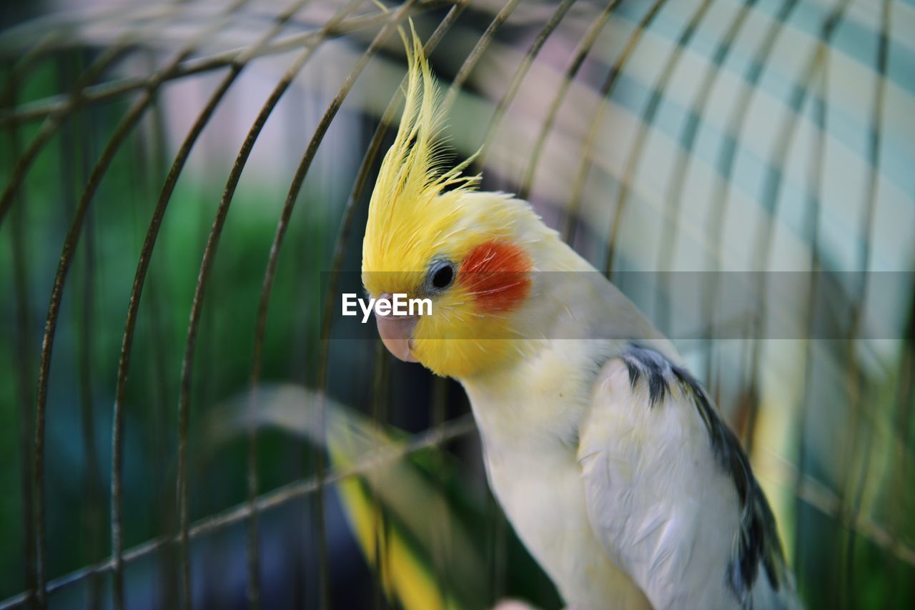 Close-up of a parrot in cage