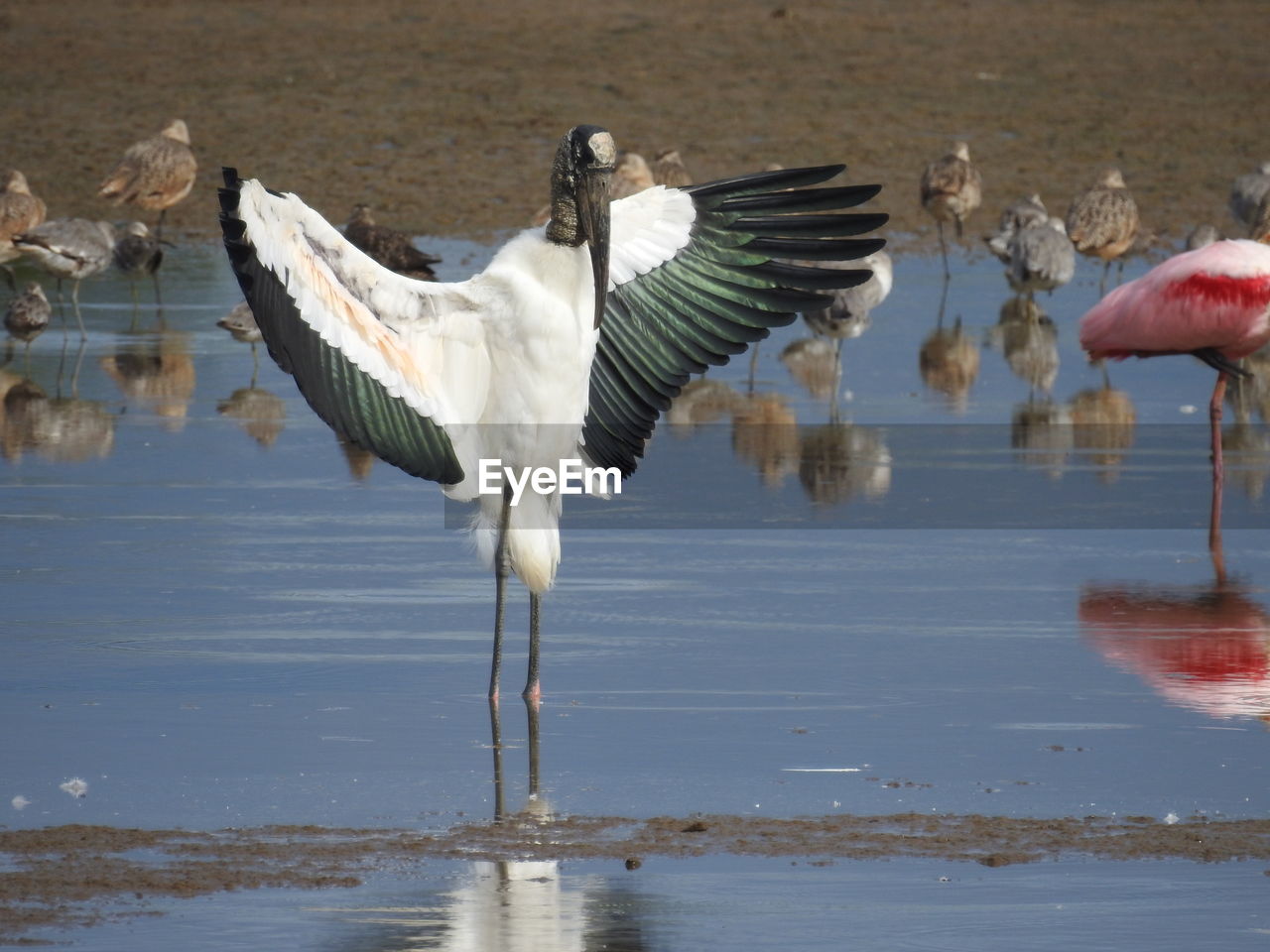 VIEW OF SEAGULLS AT LAKE