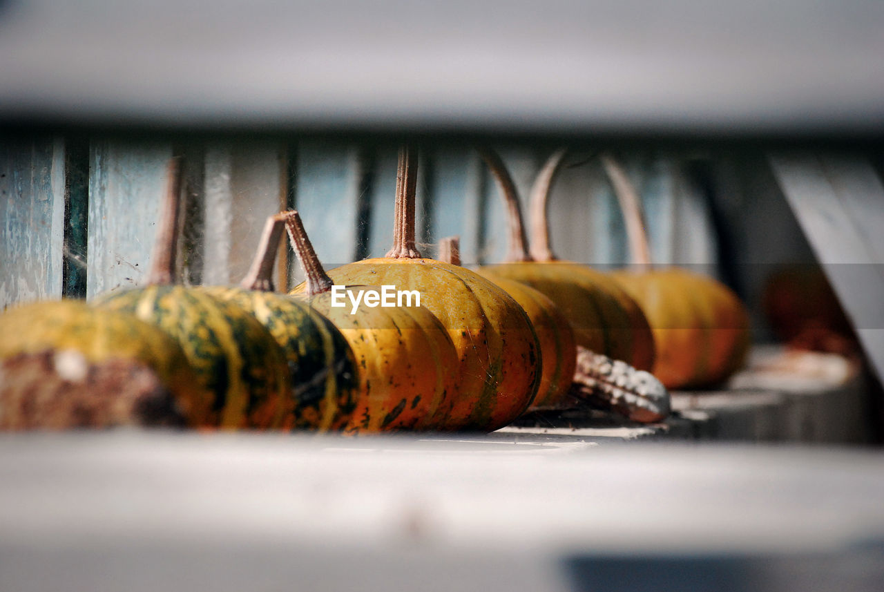 CLOSE-UP OF PUMPKINS ON RUSTY TABLE