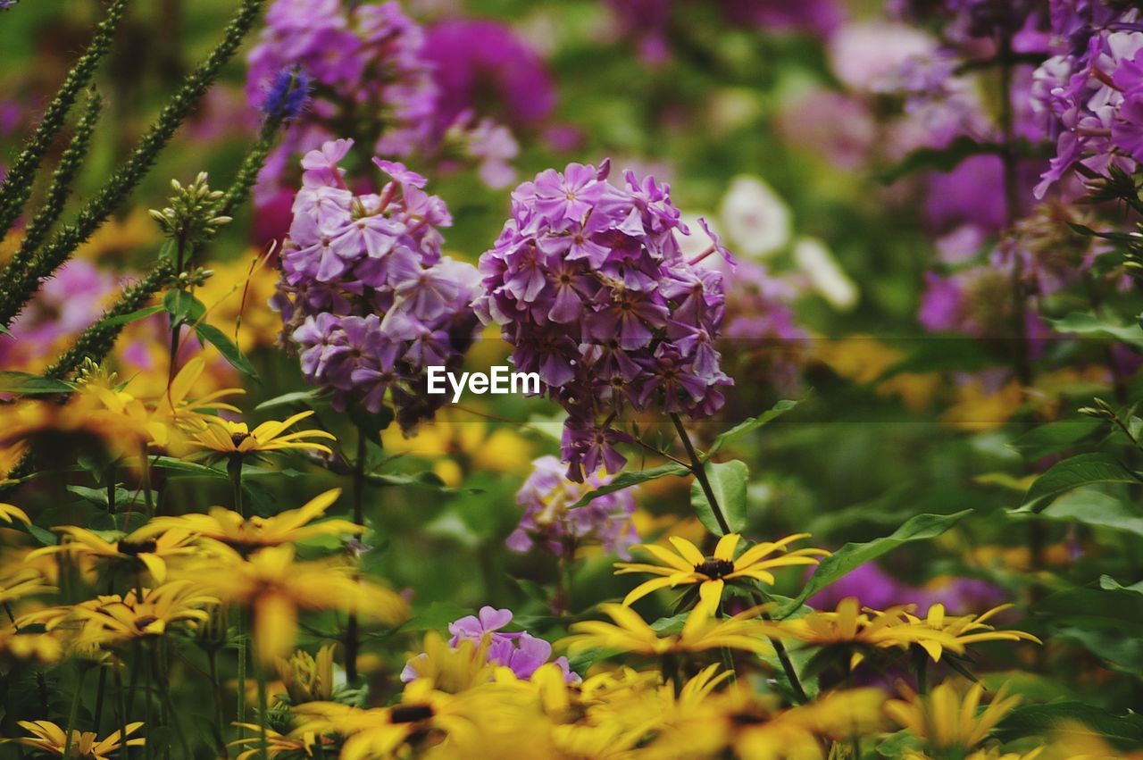 Close-up of purple flowering plants in garden