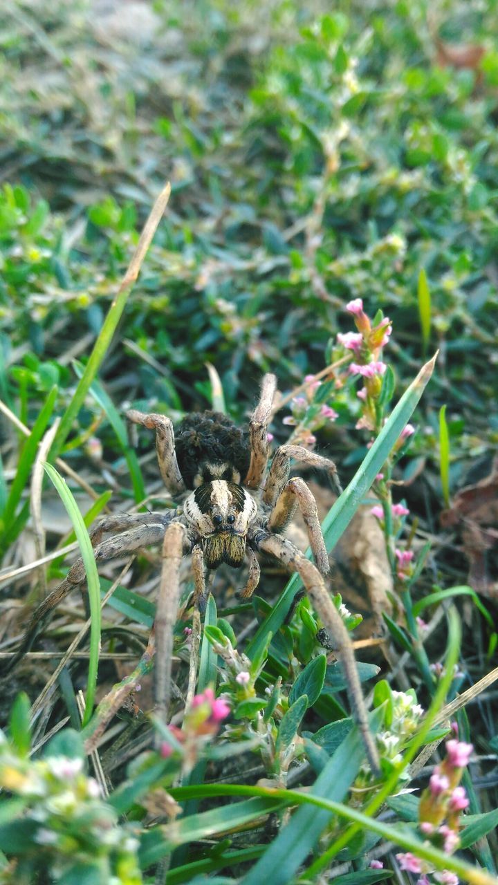 CATERPILLAR ON PLANT