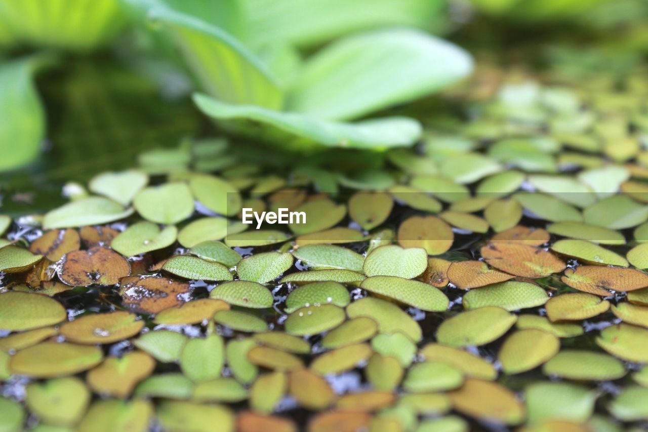 CLOSE-UP OF FRESH GREEN LEAF WITH WATER