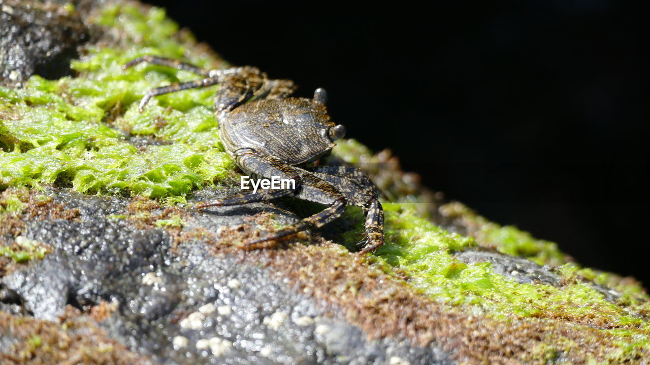 CLOSE-UP OF LIZARD ON GROUND