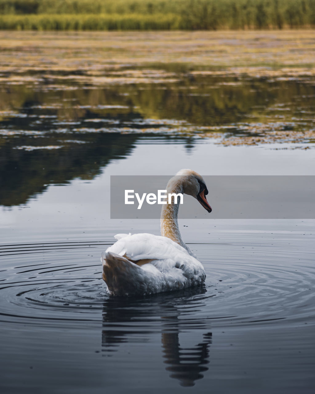 Swan swimming in lake