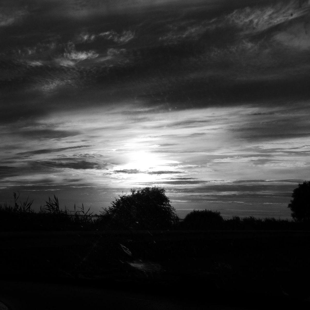 SILHOUETTE OF TREE AGAINST SKY