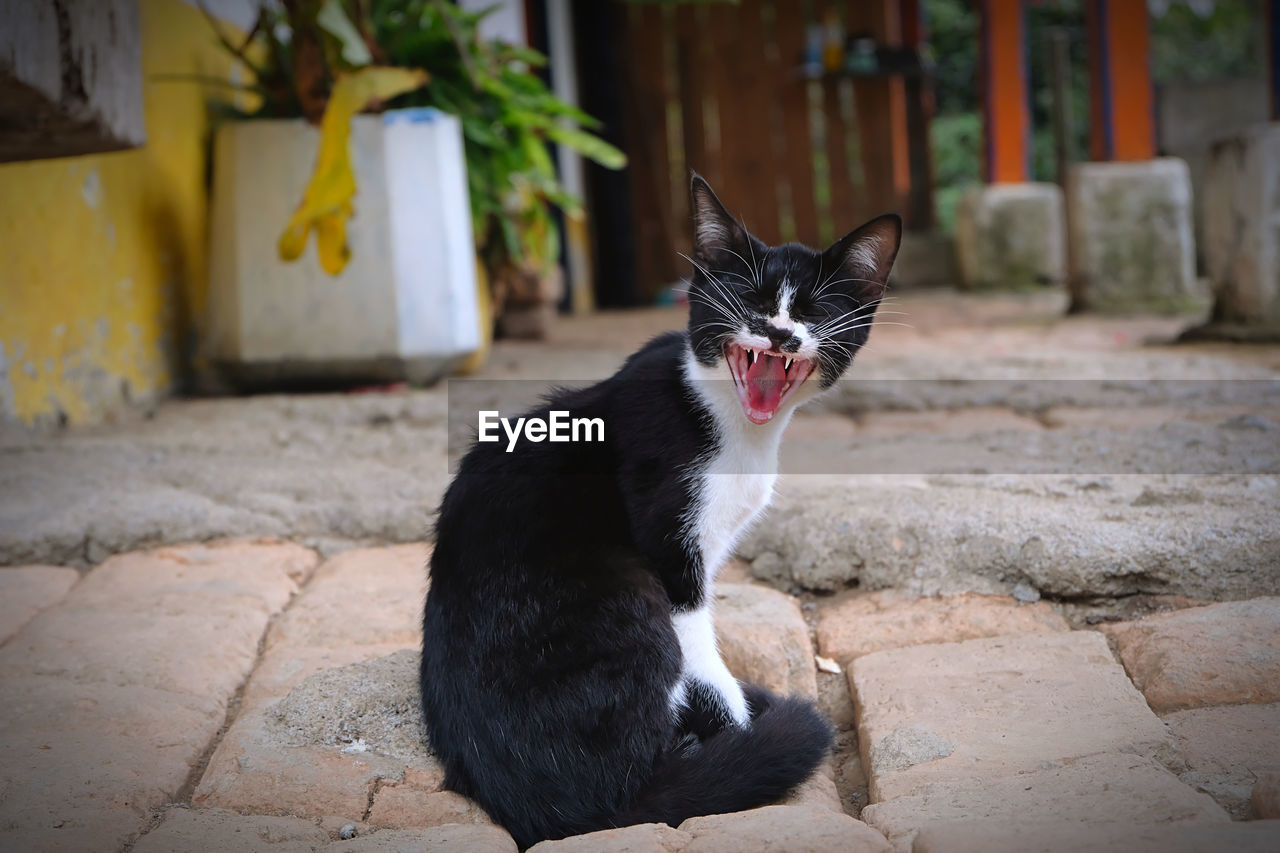 Portrait of cat sitting on rock