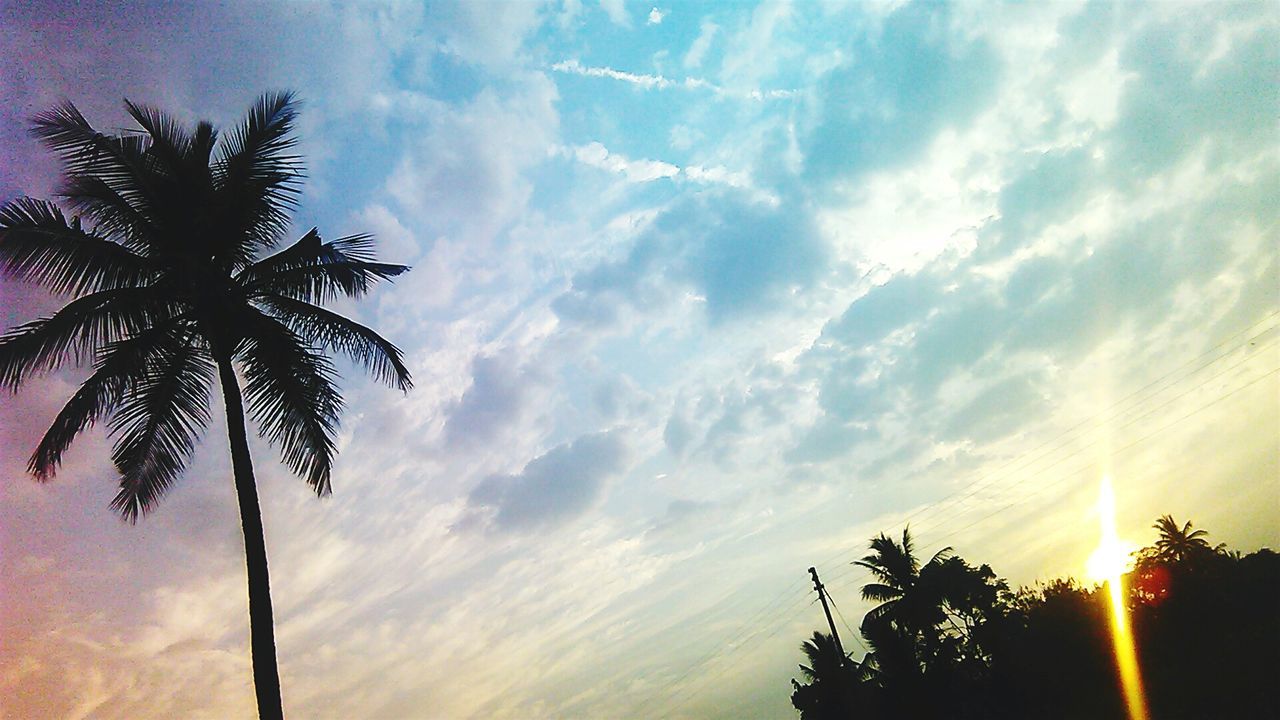 Low angle view of palm trees against sky