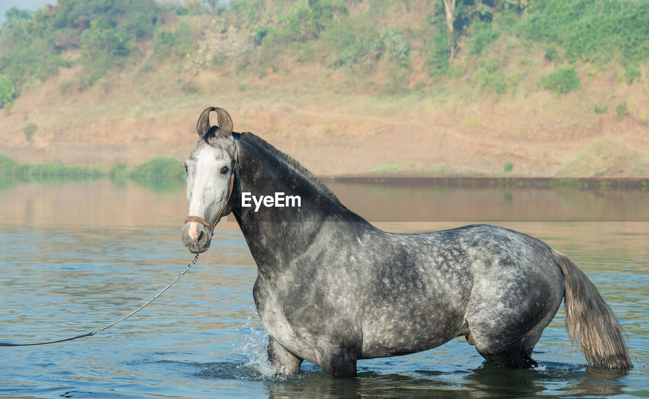 side view of horse standing in lake