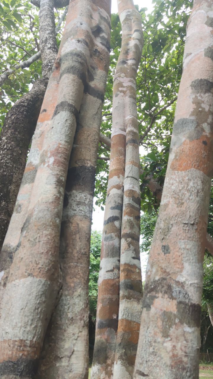 plant, day, no people, nature, tree, architecture, outdoors, wood, built structure, trunk, growth, wall - building feature, wall, close-up