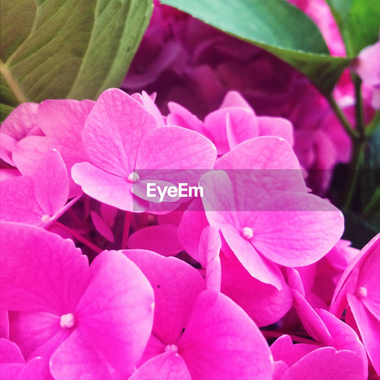 CLOSE-UP OF PINK FLOWERS BLOOMING