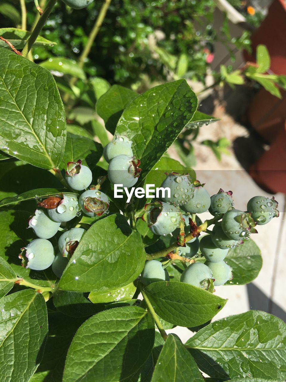 CLOSE-UP OF PLANT GROWING ON PLANT