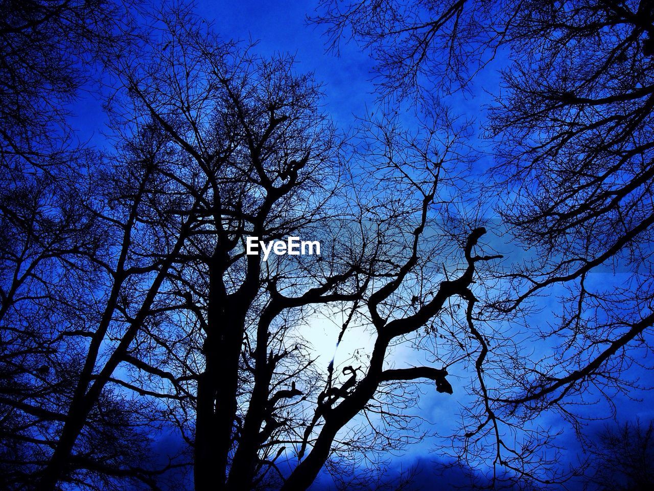 Low angle view of silhouette trees against blue sky in forest