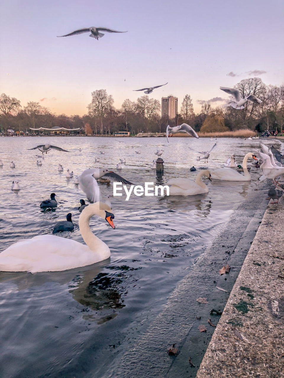 Swans swimming in lake