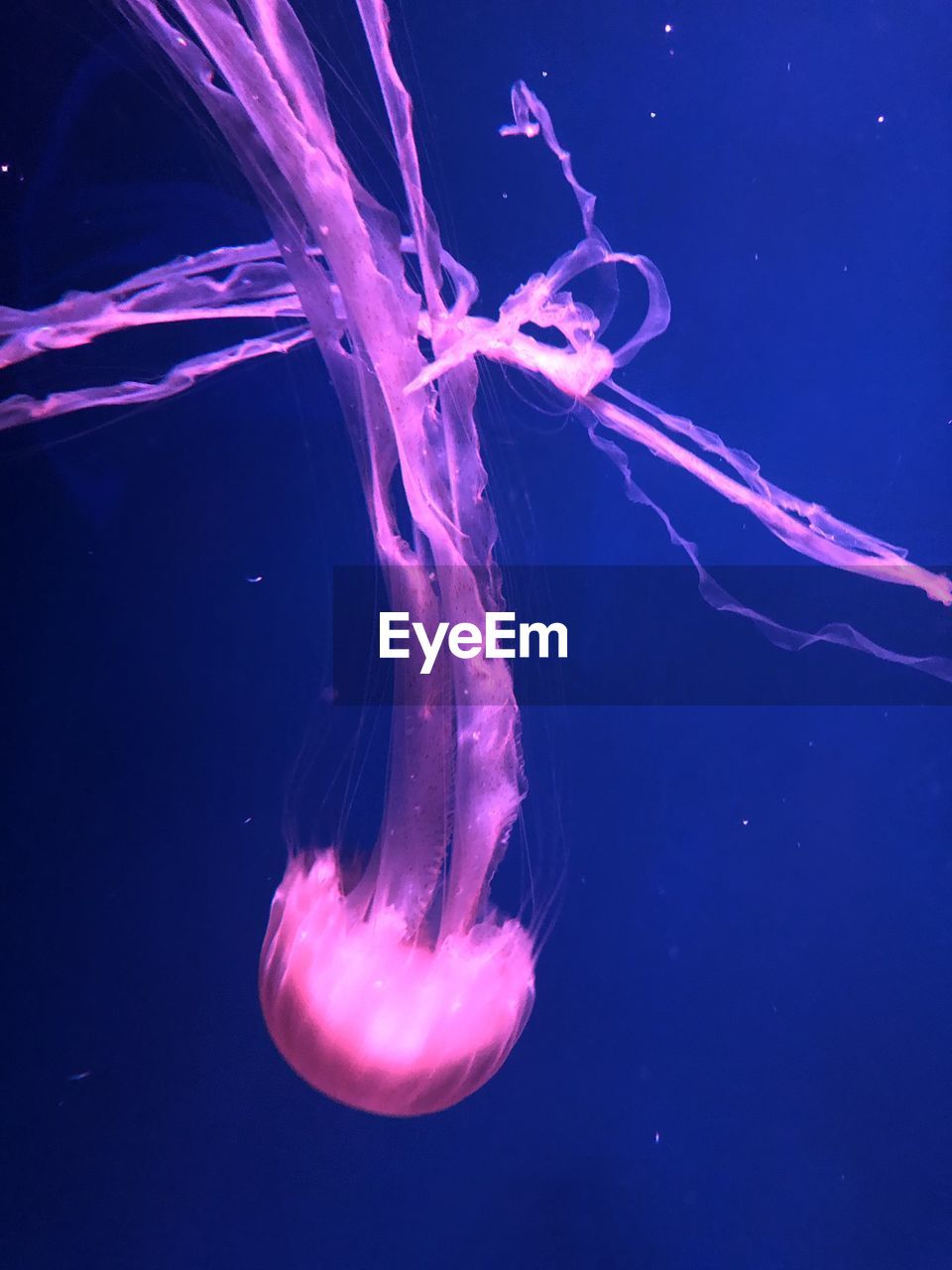 CLOSE-UP OF JELLYFISH UNDERWATER