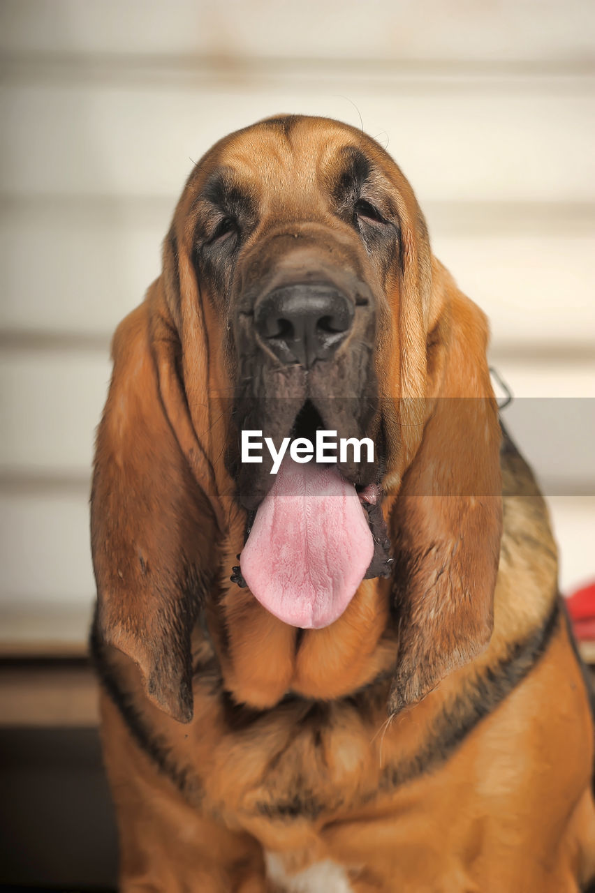 CLOSE-UP OF A DOG WITH EYES CLOSED