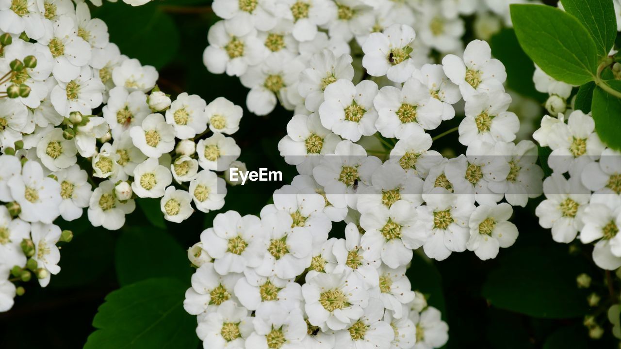 Close-up of white spiraea blossom