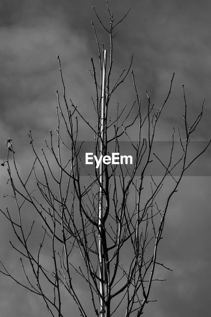 Low angle view of bare tree against sky