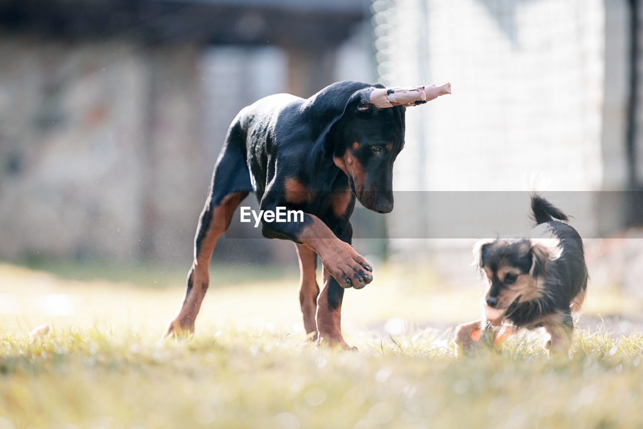 Dogs playing on field