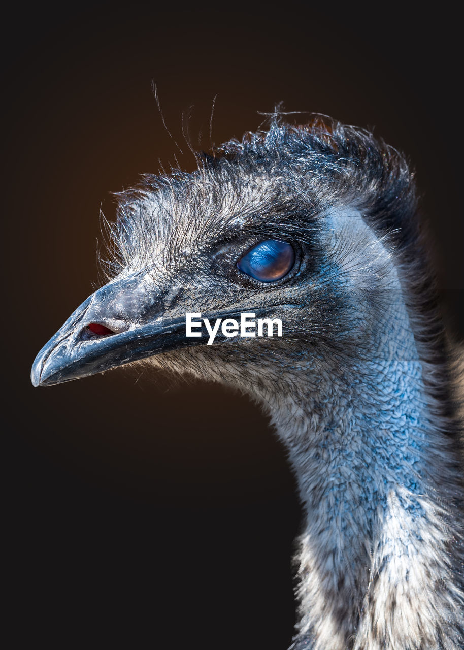 Portrait of the of the emu ostrich bird on black background