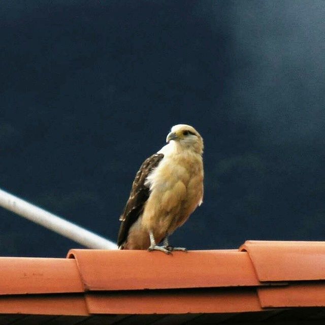 BIRD PERCHING ON WHITE BACKGROUND