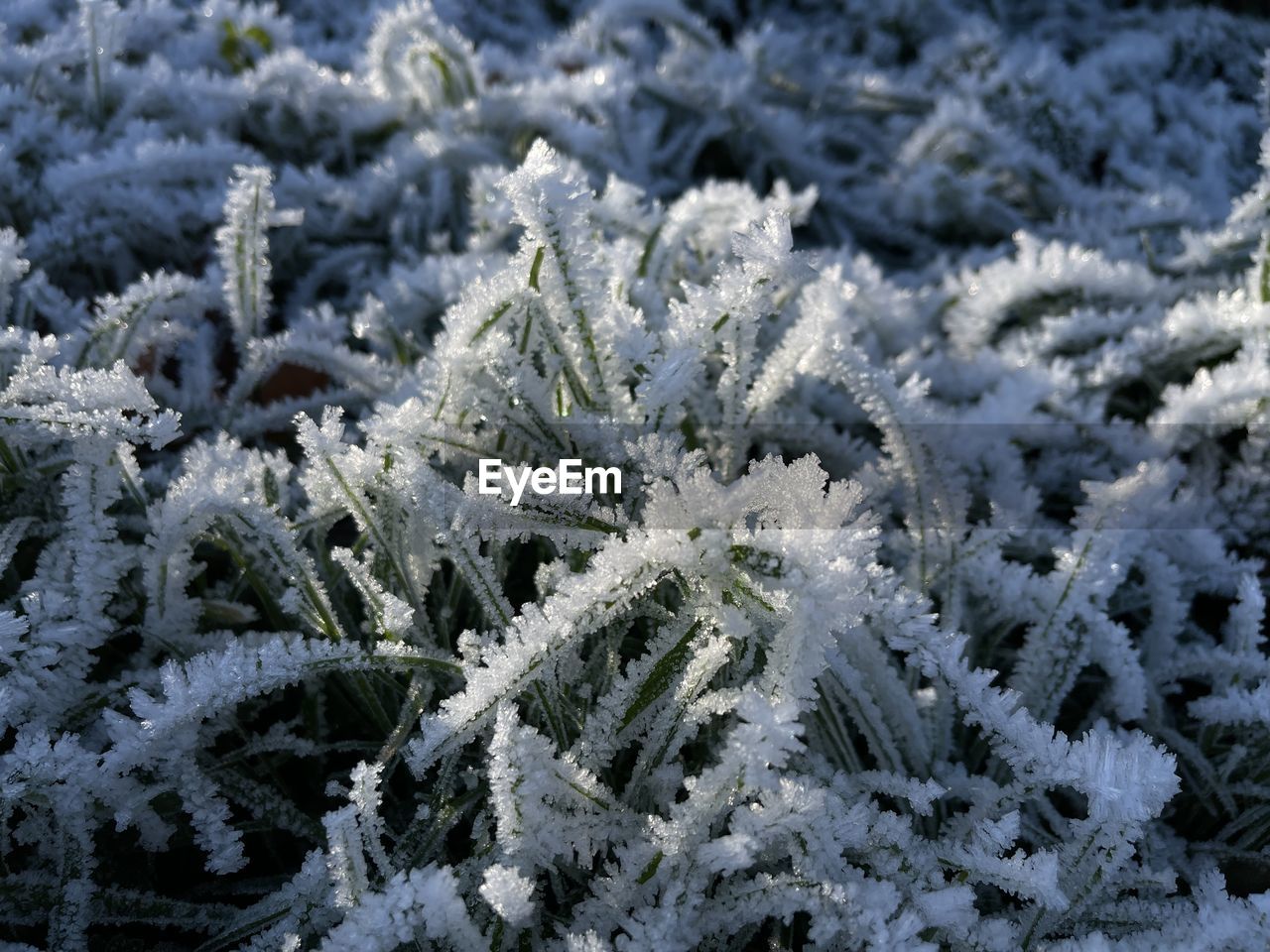 frost, cold temperature, winter, snow, freezing, frozen, nature, plant, ice, beauty in nature, tree, branch, no people, white, close-up, spruce, day, backgrounds, land, coniferous tree, growth, full frame, outdoors, focus on foreground, fir, environment, pine tree, snowflake, tranquility, pinaceae, fir tree