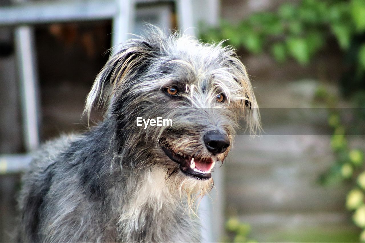 Close-up of dog looking away