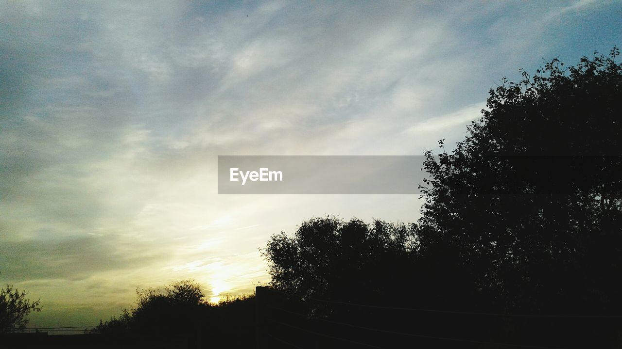 SILHOUETTE OF TREES AGAINST SKY