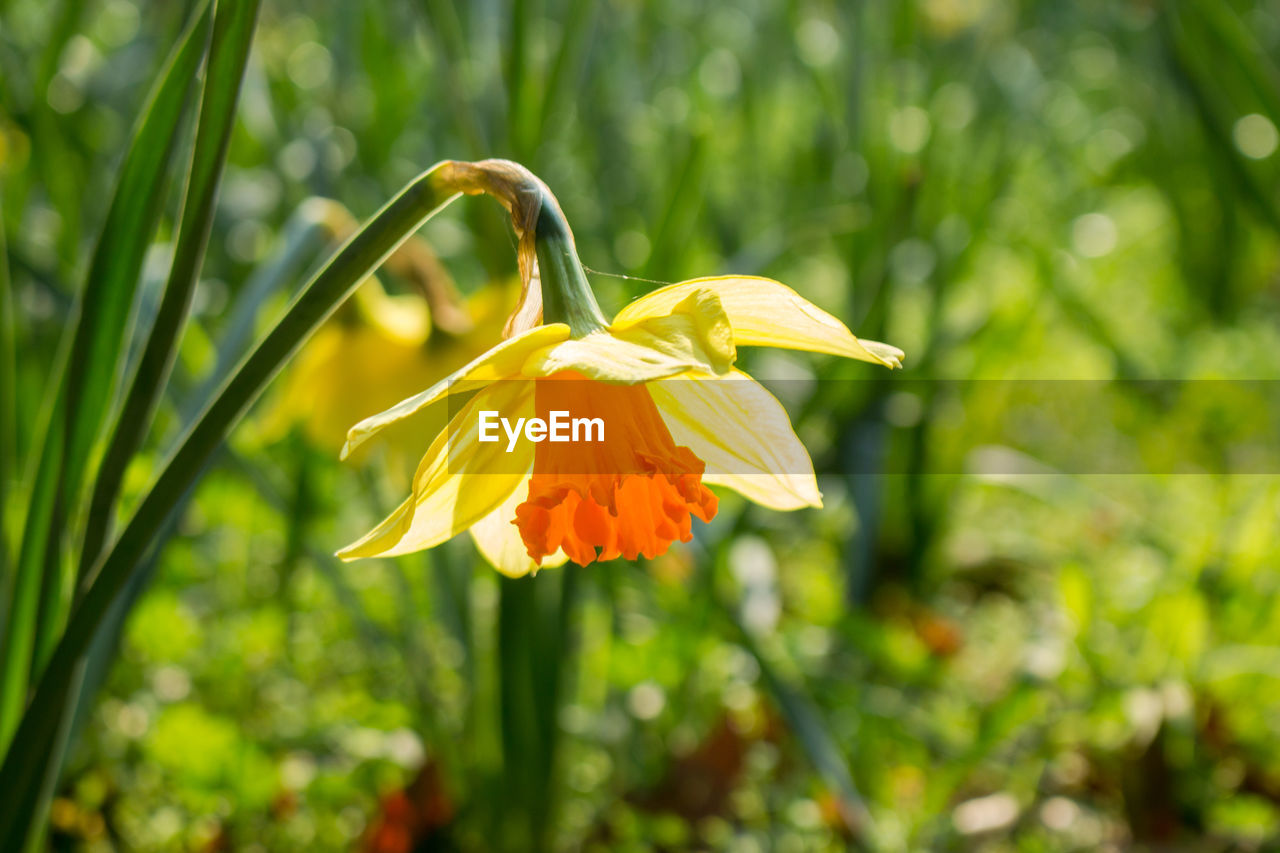 CLOSE-UP OF YELLOW DAY LILY