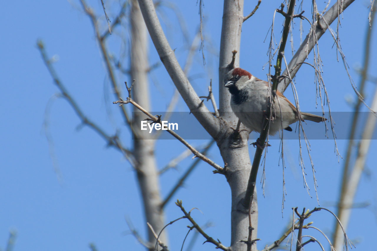 Low angle view of bird perching on tree against sky