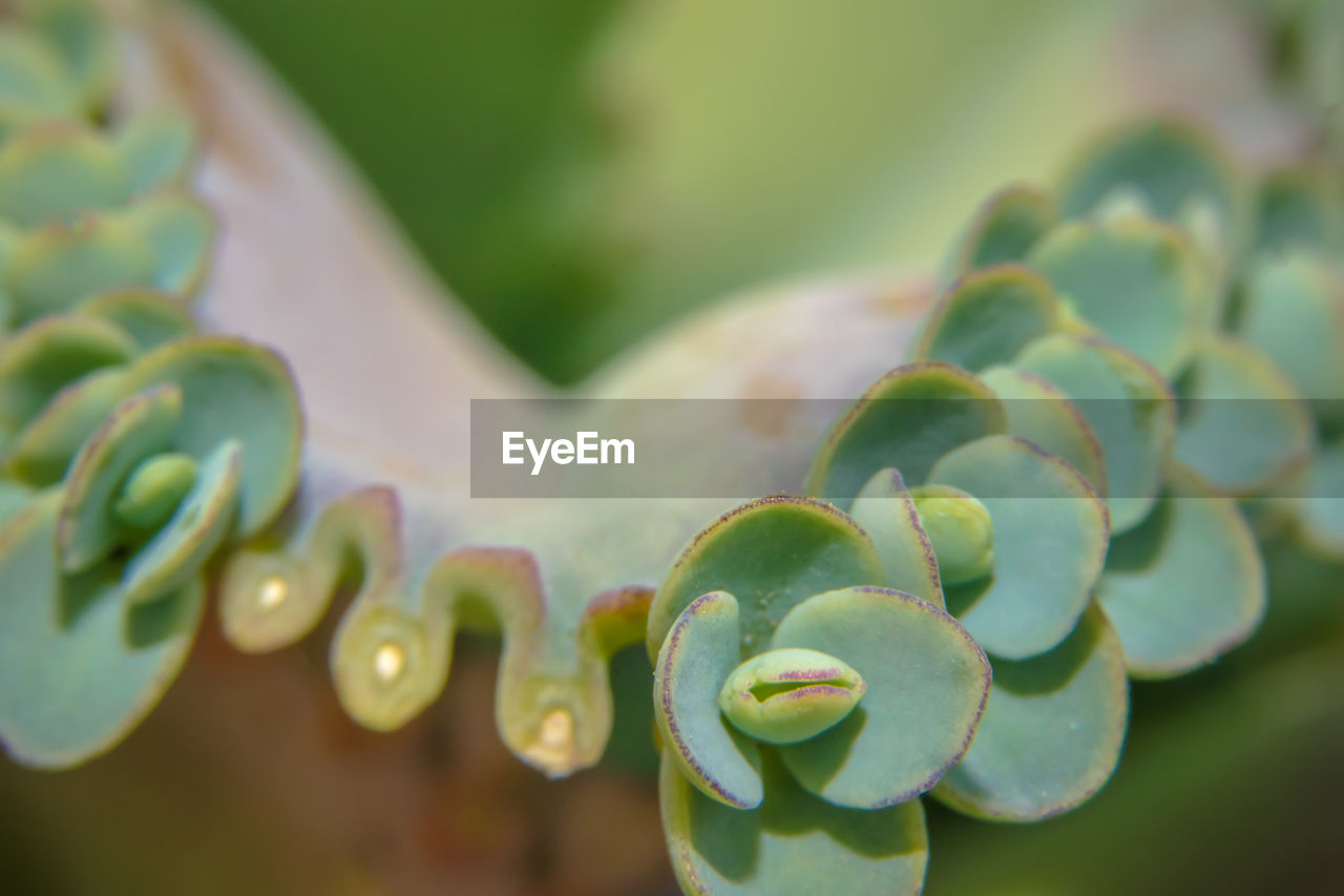 Close-up of plants