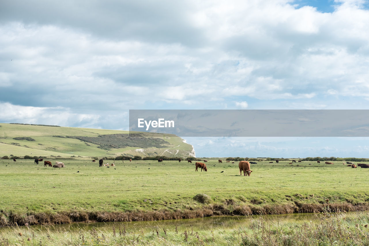 FLOCK OF SHEEP ON FIELD