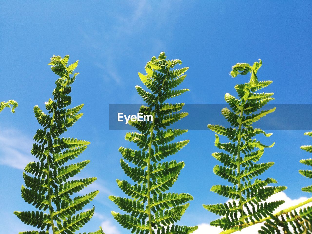 Low angle view of palm tree against blue sky