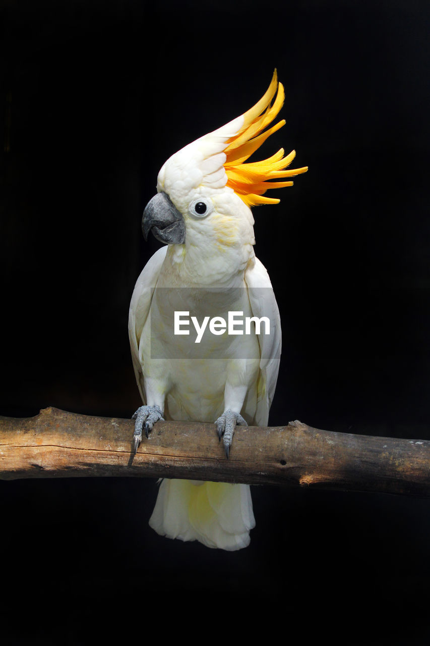 Close-up of yellow crested cockatoo perching outdoors